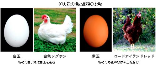 まめ知識 卵の選び方 農畜産業振興機構