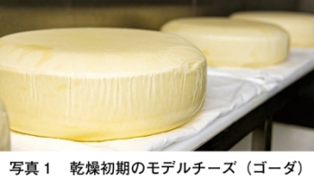 原料乳のホモジナイズ処理から新しいチーズのかたちを探る｜農畜産業 