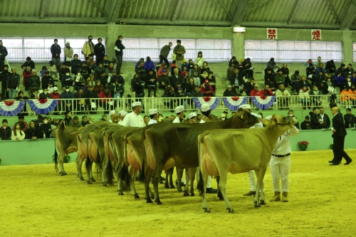 �u���E���X�C�X