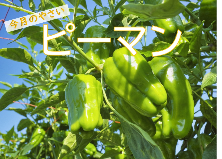 �s�[�}���̎ʐ^